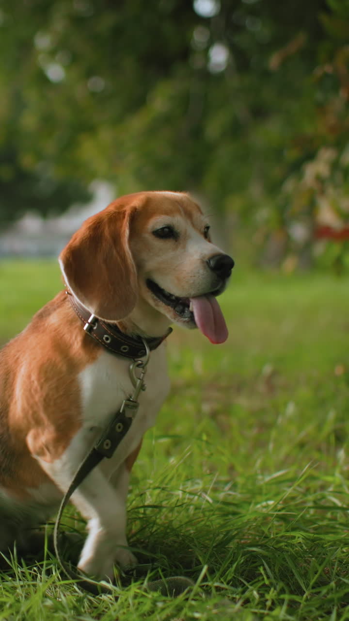 Un perro beagle haciendo un truco de dar la pata a su dueño, saltando para chocar los cinco mientras lleva un collar con tachuelas y una correa, en una divertida sesión de entrenamiento sobre el césped bajo los árboles, jadeando alegremente y moviendo la cola.