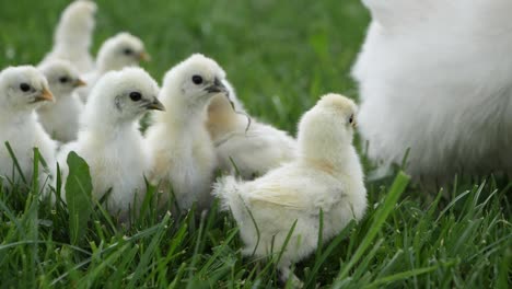 un montón de gallinas pequeñas con su mamá comiendo en una granja de pasto.