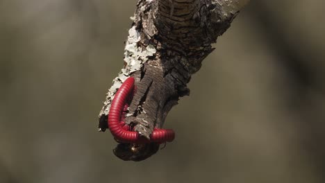 red millipede crawls on tree branch: close macro in beautiful light