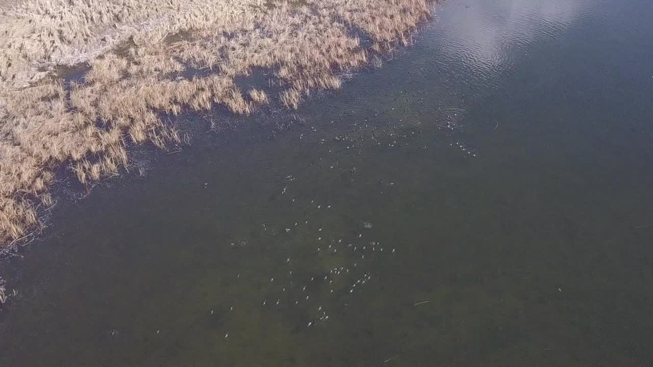 Large raft of American Coots swim at edge of Wilmer Wetland pond