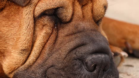 wrinkled face of meat-mouth shar pei calmly sleeping on the floor