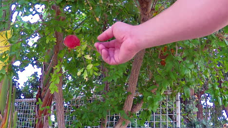 Hora-De-Cosechar-Las-Granadas-De-Los-árboles-En-El-Campo