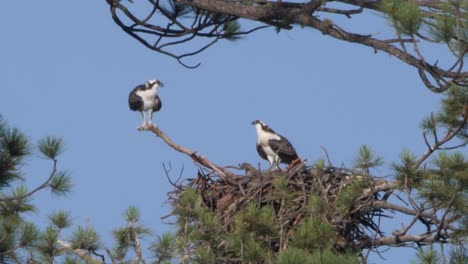 osprey leaps from their nest into flight