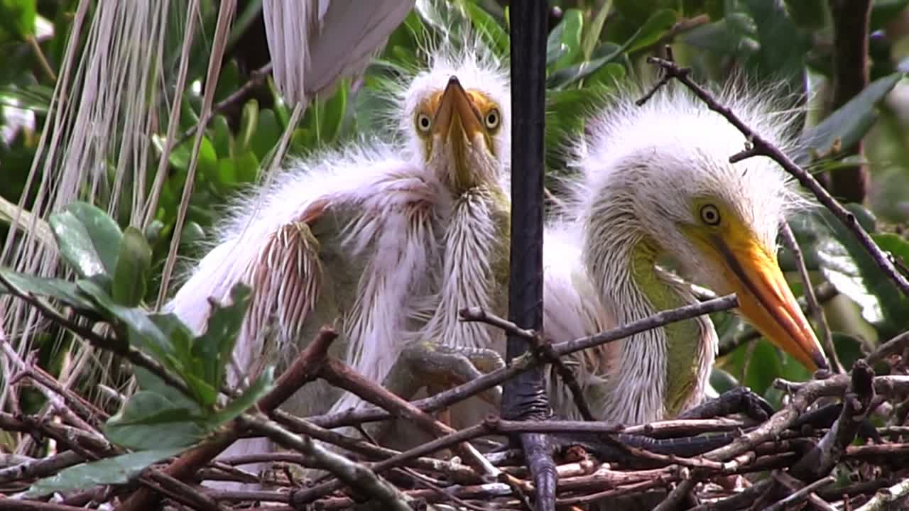 둥지에 있는 아기 두루미