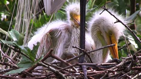 baby cranes in a nest