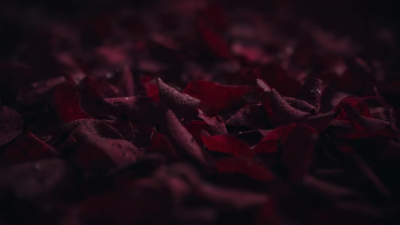 Pulling focus, camera revealing dark red petal texture to show veining in studio, droplets glinting