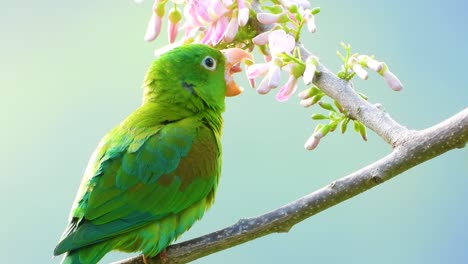 el periquito verde de barbilla naranja se da la vuelta en la rama en flor de la mano