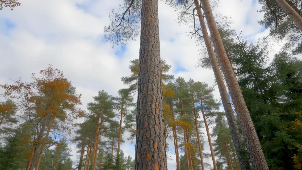 Movimento di telecamera dal basso verso l'alto, vicino al terreno, attraverso un bosco di pini maturi, evidenzia la corteccia fessurata da vicino, tronchi dritti, chiome alte e arrotondate, copertura nuvolosa attenuata e un paesaggio naturale tranquillo in una luce diurna soffusa.