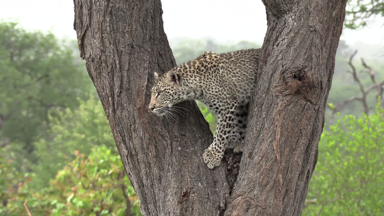 un leopardo bajando de un árbol en sudáfrica