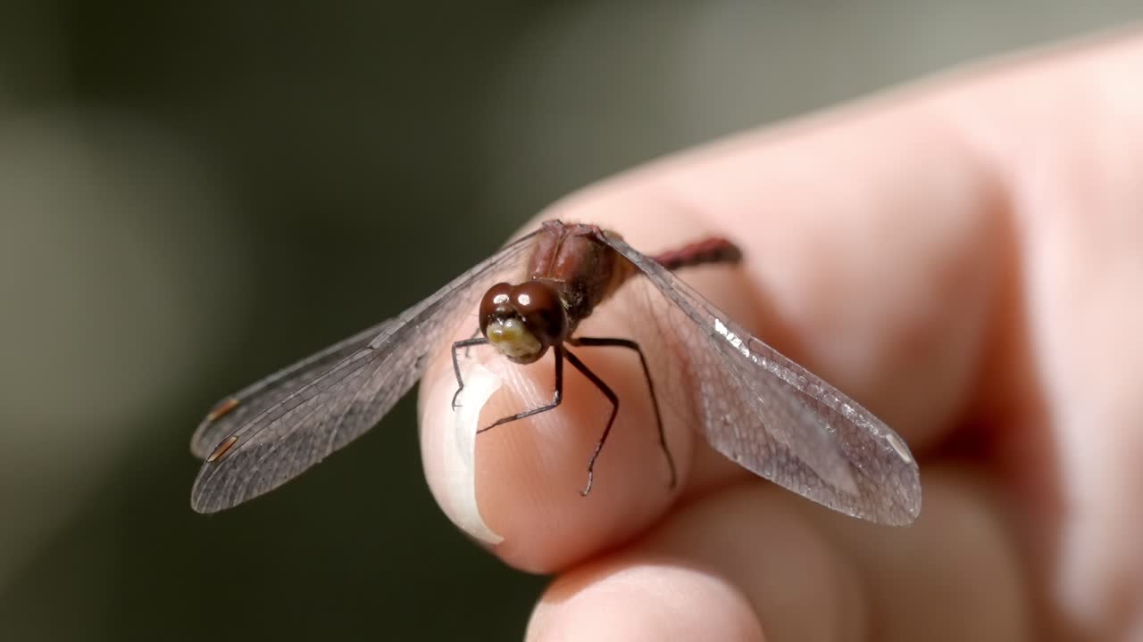 Macro shot of a wild dragonfly's transparent wings and big eyes on a hand
