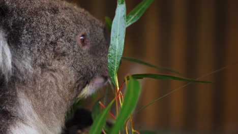 slow motion revealing shot of a cute koala bear holding onto a branch and eating it