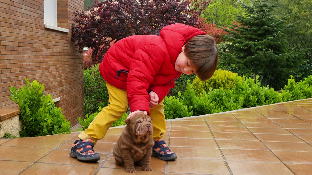아이는 그의 샤르 페이 강아지를 만져