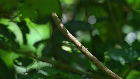 broadbill de pecho plateado, serilophus lunatus, parque nacional kaeng krachan, tailandia