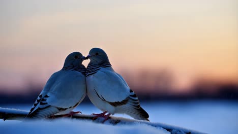 two pigeons in love during winter sunset