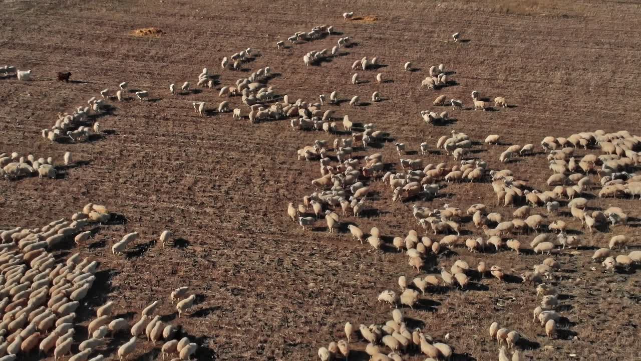 Pecore al pascolo in un campo aperto in Georgia, Caucaso, durante il giorno
