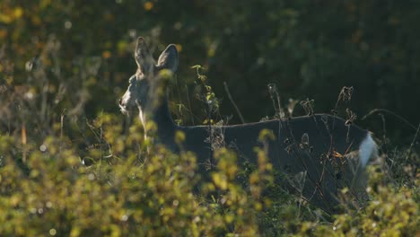 Common-wild-roe-deer-perfect-closeup-on-meadow-pasture-autumn-golden-hour-light