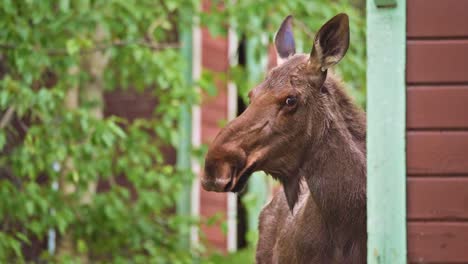 McCarthy-close-up-moose-and-building-in-Alaska