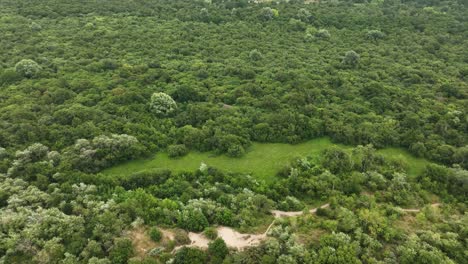 Por-Encima-De-Un-Exuberante-Bosque-De-árboles-De-Hoja-Caduca-Verde-Con-Pradera-En-Holanda