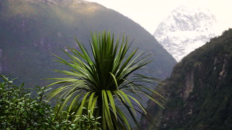 Palmera-Exótica-Contra-El-Majestuoso-Paisaje-Montañoso-De-Nueva-Zelanda,-Vista-De-Mano