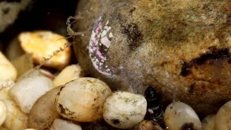 net spinning caddisfly larva in a trout stream emerging from its hiding place and cleaning its net