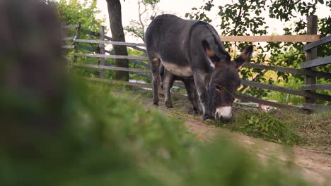 A cute little newborn miniature mediterranean donkey with a fringe prancing around its mother, while she continues eating fresh green grass, both in a farm pen, static rack focus 4k shot