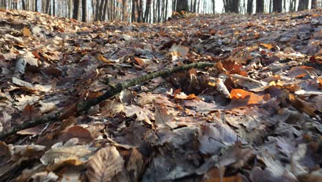 a walk in the forest, early spring season, filmed from the ground