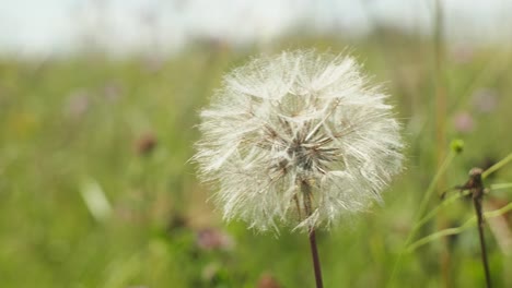 cerrar la barba de cabra, la pelusa de semillas de salsifí en el campo