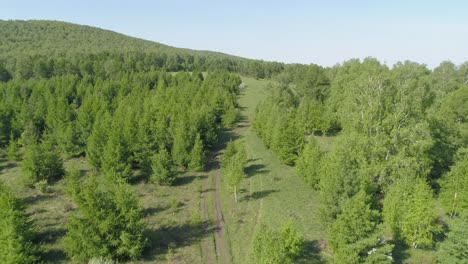 aerial view of siberian forest