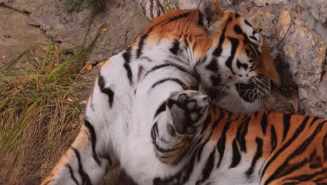 siberian tiger close up. the siberian tiger was also called amur tiger, manchurian tiger, korean tiger,and ussurian tiger, depending on the region where individuals were observed.