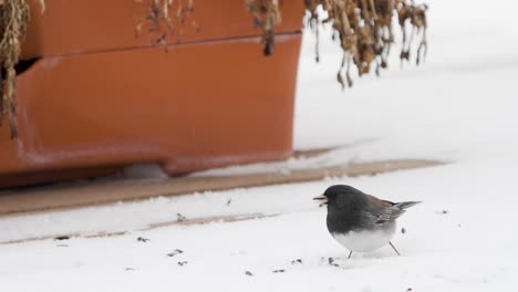 黑眼的 junco 在雪天找種子吃