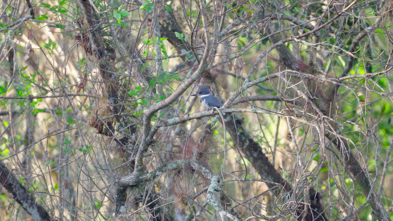 사이프러스 늪 돔의 띠 물총새