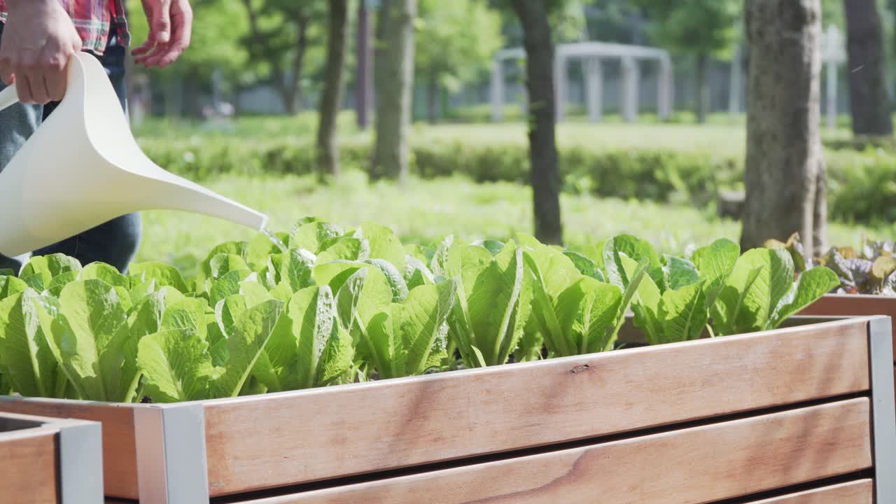 자른 이미지 농부는 물뿌리개, 템플릿을 사용하여 녹색 상추에 물을 붓고 있습니다.