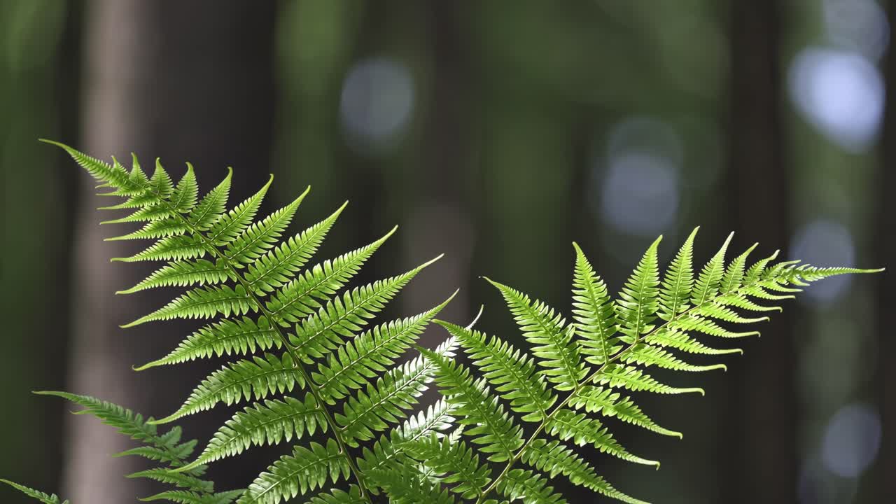 Video close-up daun pakis hijau cerah dengan latar belakang hutan yang buram, diambil dari posisi rendah