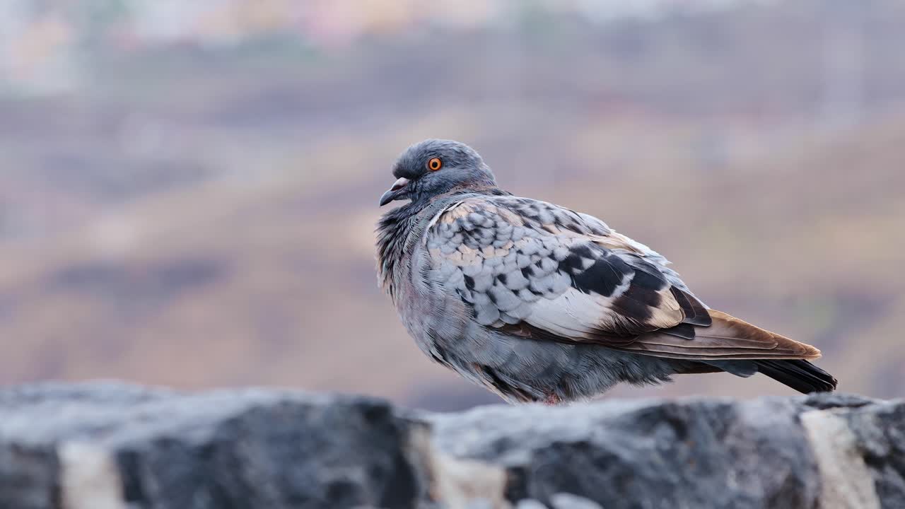 Coastal bird in relaxed stillness stands poised above Atlantic shoreline rocks