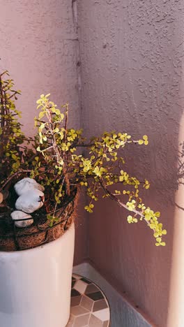 succulent plant in a pot on a small table