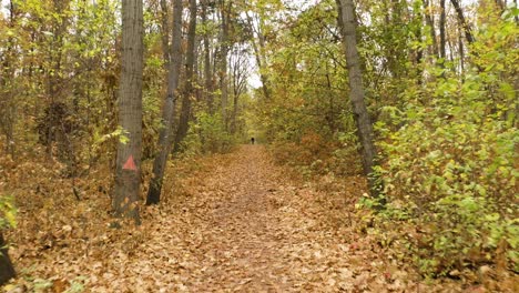 Drohne-Fliegt-Rückwärts-über-Einen-Mit-Herbstlaub-Bedeckten-Waldweg