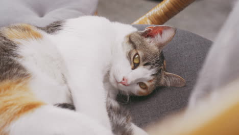 Close-up-of-a-tabby-Shorthair-cat-curled-up-peacefully-in-a-wicker-chair