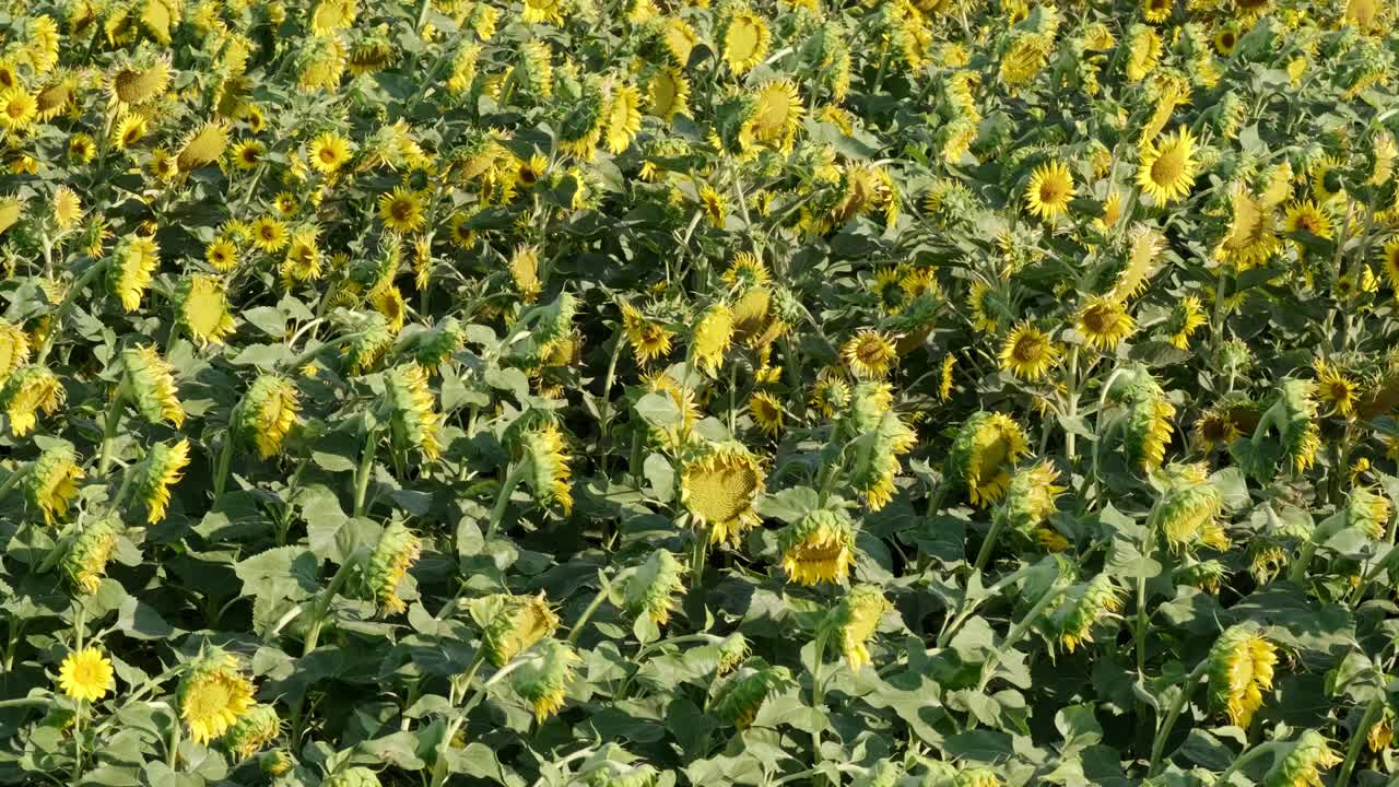 카메라의 기울기 움직임으로 해바라기 들판 풍경의 영상입니다.