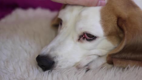 Static-close-up-of-a-Beagle-lying-down-on-a-white-carpet-with-a-hand-petting-and-massaging-its-head