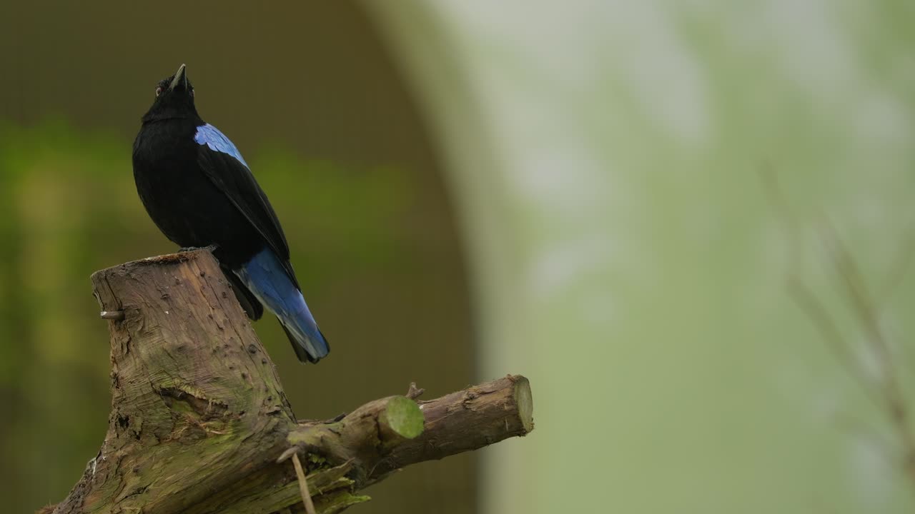 pájaro negro de telefoto con cuello y cola azules en el bosque, fondo borroso