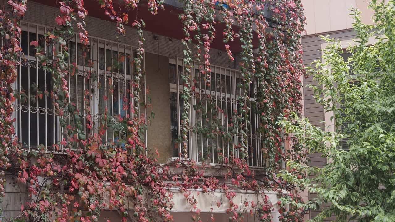 Façade d’immeuble recouverte de vigne vierge
