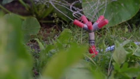 slow motion view of a plastic sprinkler watering a vegetable patch in the garden