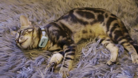 adorable bengal kitten lying on a fluffy rug