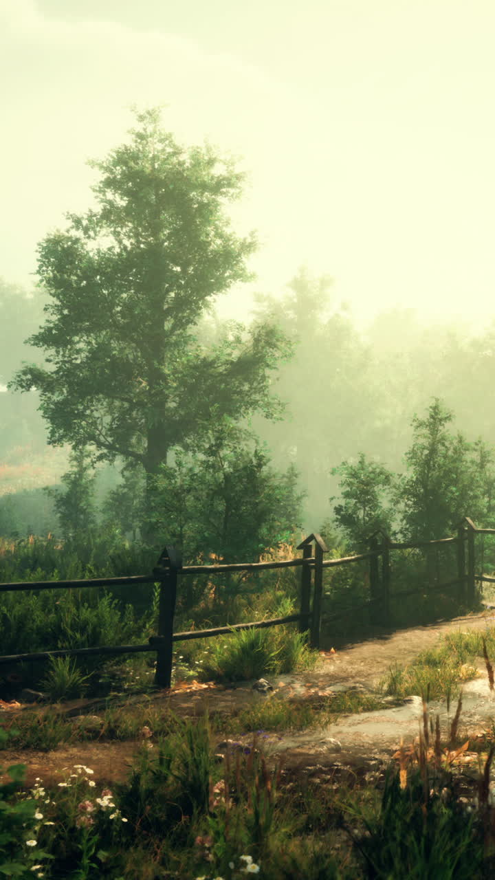 안개가 가득한 숲길