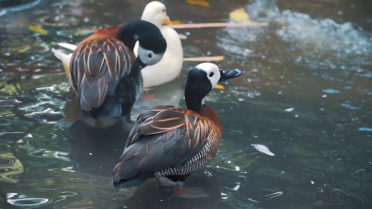 강에서 잠을 자고 있는 흰 얼굴의 휘파람 오리 사진을 클로즈업하세요