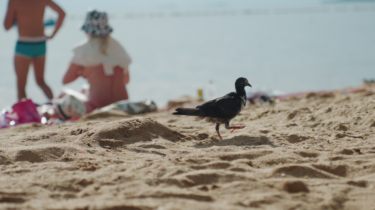 Piccione da spiaggia sabbiosa che becca vicino ai bagnanti, primo piano cinematografico che mostra l'uccello che cammina sui caldi granelli di sabbia, bagnanti rilassati con asciugamano e cappello in sottofondo tenue, luce solare delicata, profondità di campo ridotta.