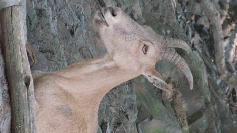 female capra alpine ibex mountain goat stare at camera slovenia triglav mountain female capra alpine ibex mountain goat stare at camera slovenia triglav mountain