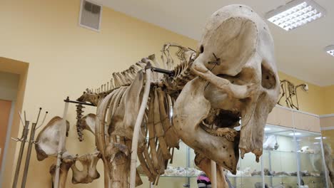 museum exhibit featuring prehistoric animal skeleton