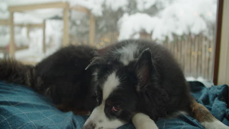 static shot of a dog lying near the window, cold winter day