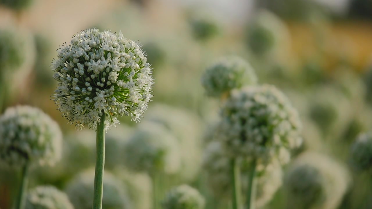 White onion flower heads swaying gently on green stems with soft bokeh background, blooming agricultural field, delicate floral texture and warm natural light!